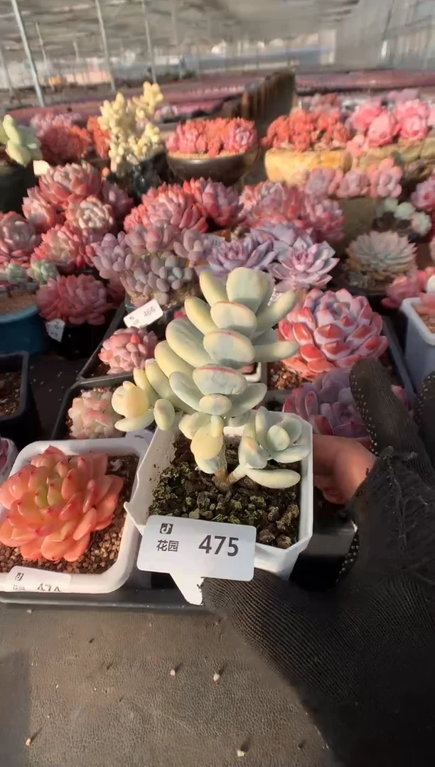 475乒乓福娘锦一物一拍