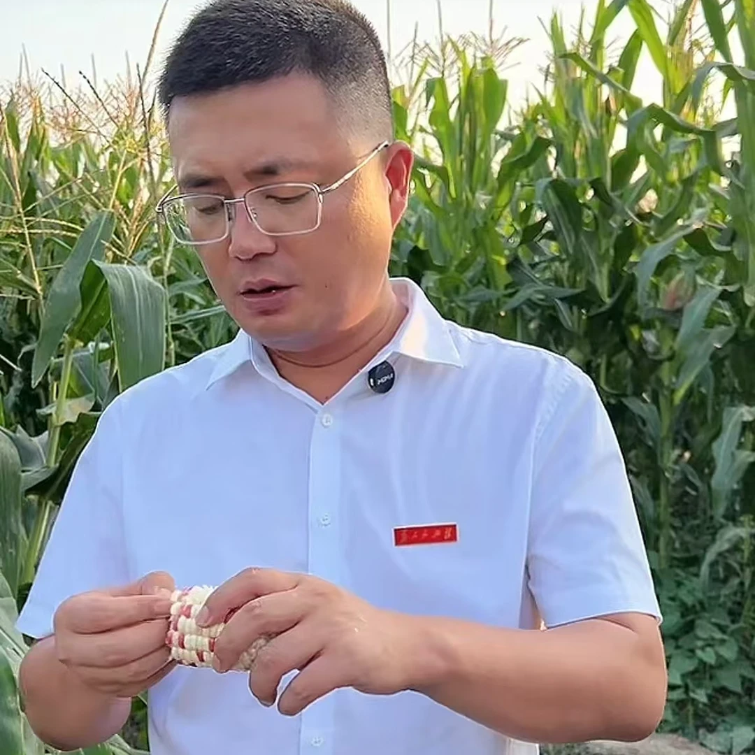 花玉米农家自种新鲜现掰农家玉米软糯花玉米