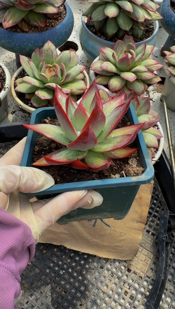 惊鸿量拍参考（裸根发货）