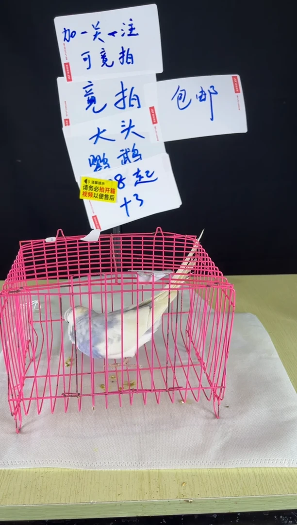 虎皮鹦鹉特色大头