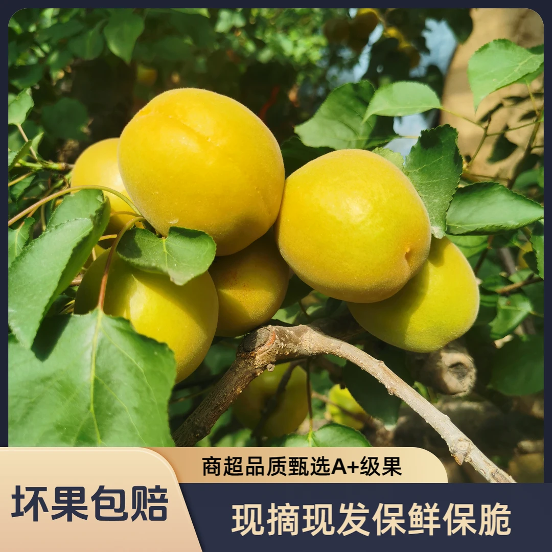 【新鲜黄杏】山西大黄杏半黄半青杏子微黄杏酸脆孕妇水果金太阳杏子