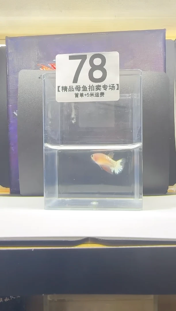 斗鱼母鱼编号：78