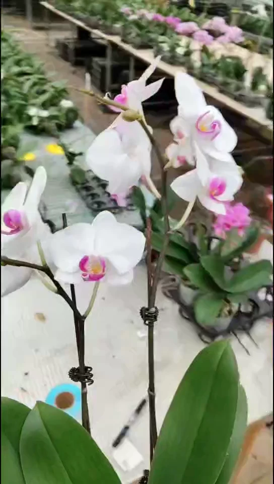 完全开放裕美福利价