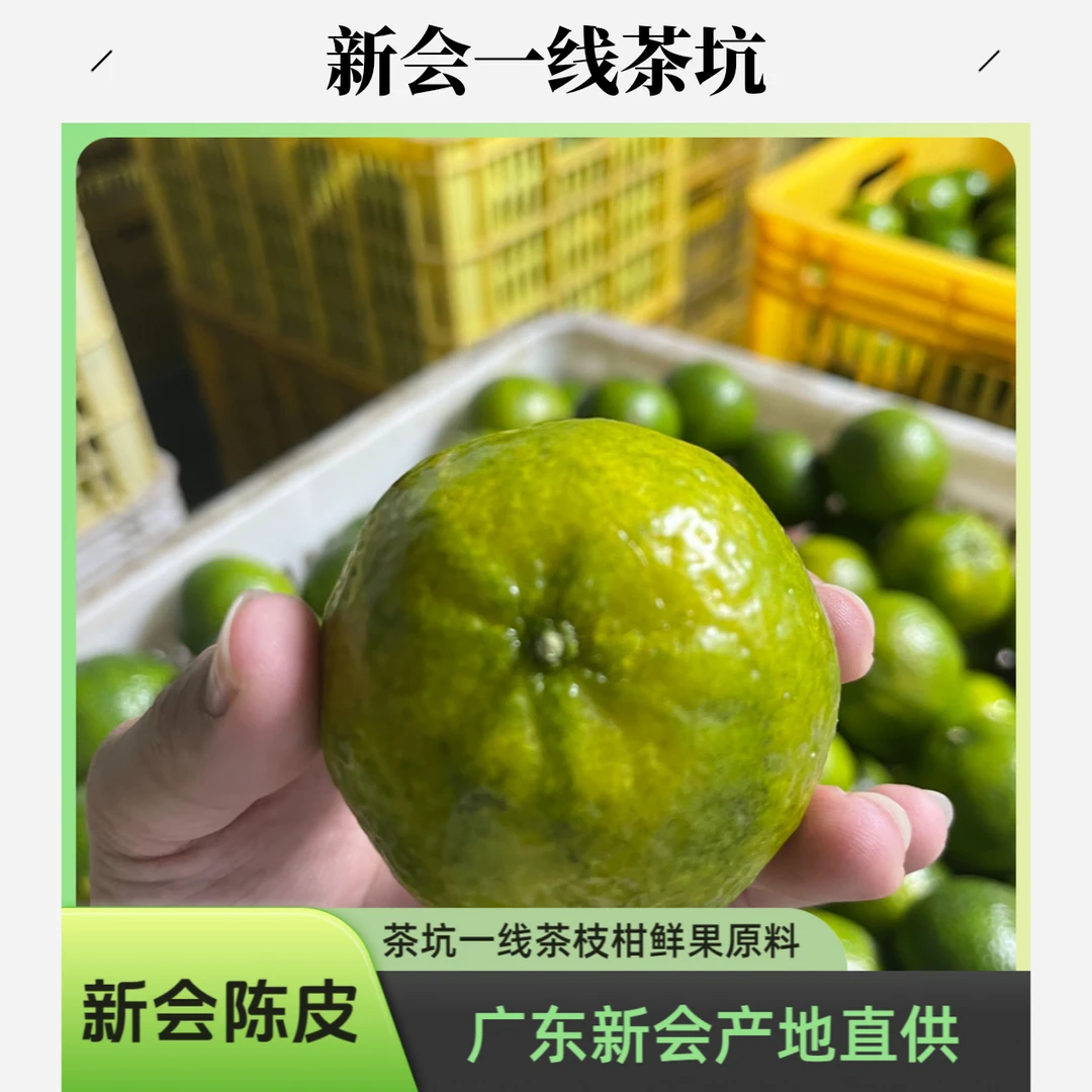 新会一线茶坑【二红茶枝柑鲜果】现摘现发二红柑茶枝柑水果茶原料