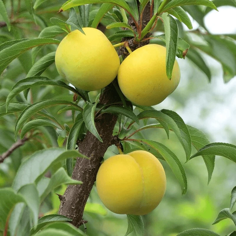 蜂糖李子树苗贵州六马嫁接李子苗青脆李脱骨李早熟脆红李苗南北方