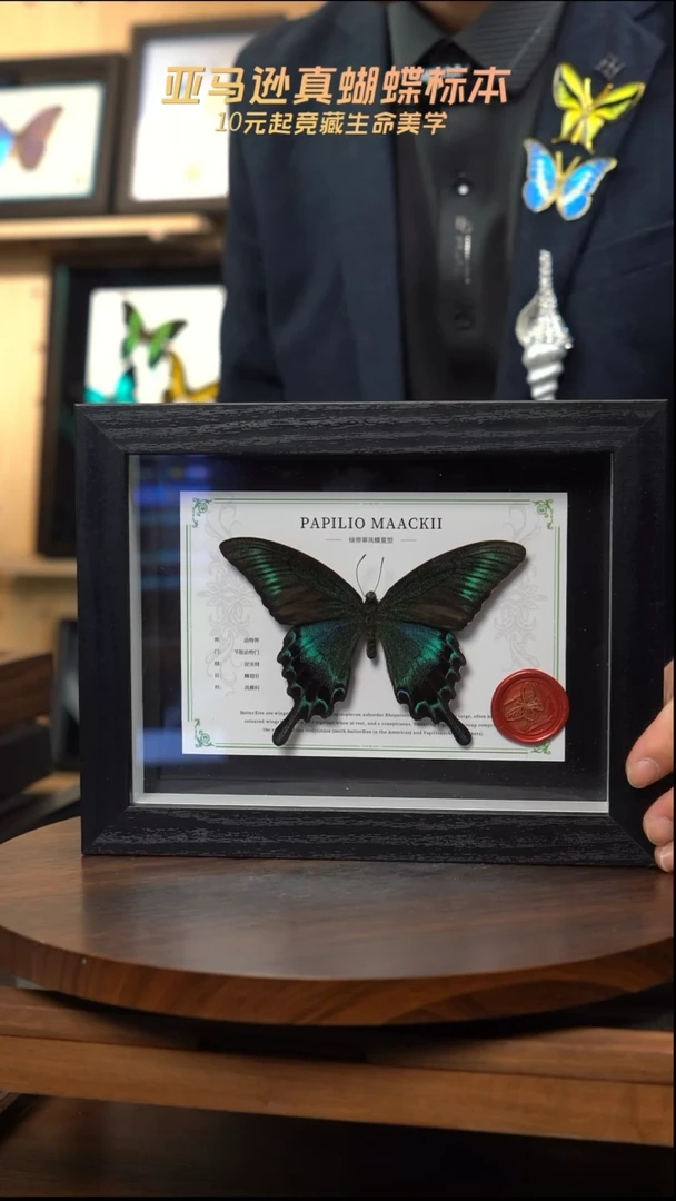 绿带翠凤蝶夏型8寸黑框国风版