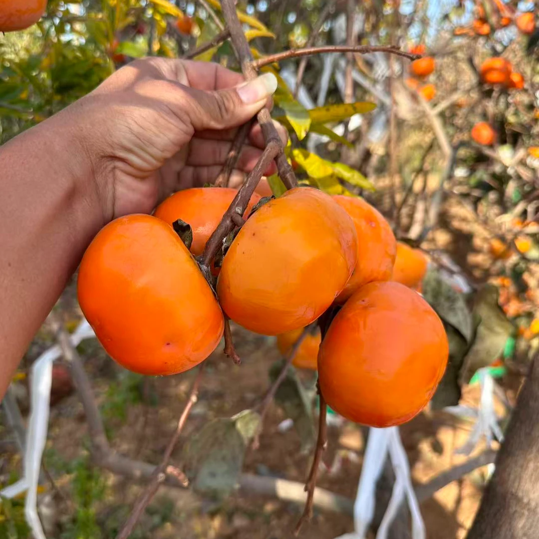 赣馨园南北方可种植的脆甜柿子庭院果树果苗柿子树水果树苗