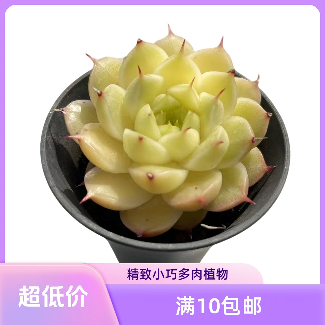 母猪体睫毛麦秆满15元包邮多肉植物阳台庭院 办公 室新手好养好活