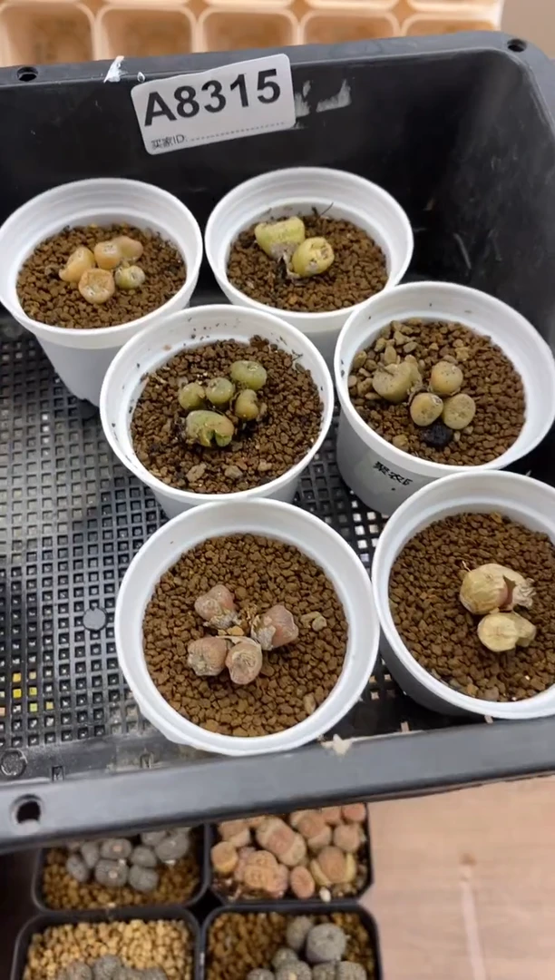 【闪购商品】8315直播一物一拍