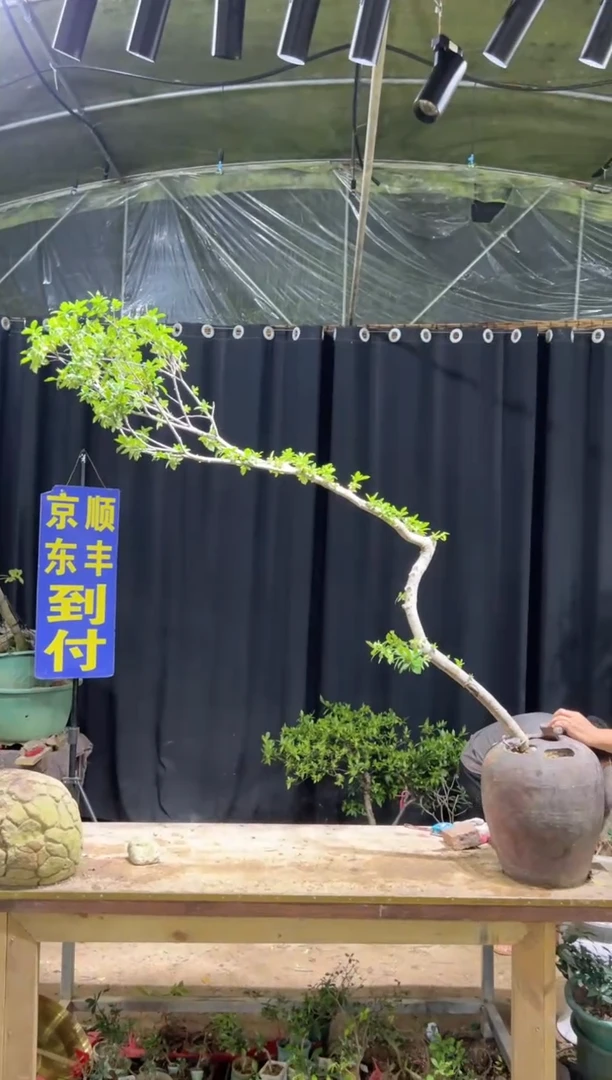 当前无花栽培后可以开花老**海海岛栀子花