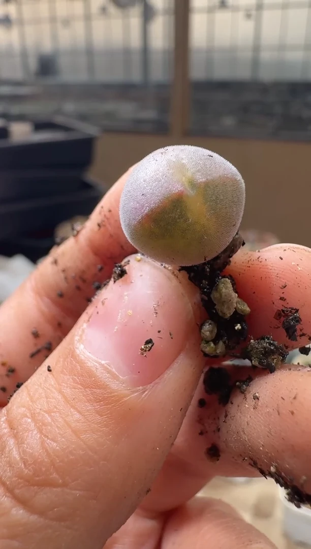 颖*多肉植物肉锥16-336