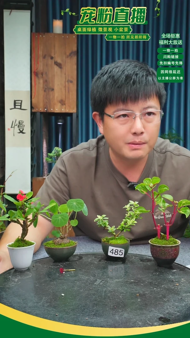 无花朵廾*?苔藓微景观485号