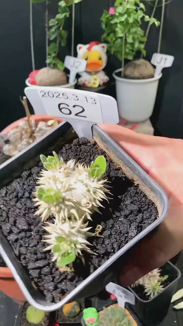 【闪购商品】VIP94猫，惠比玉177元62号