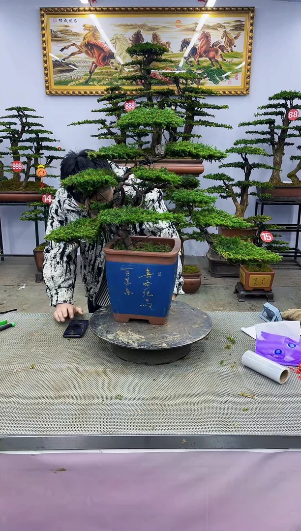 【闪购商品】八斗松/松类活物造型盆景，以直播间截图为啊啊