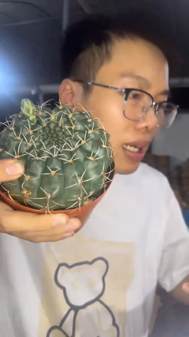 9-11cm 大号 绯花玉 不指定带花苞