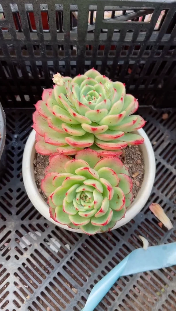 【闪购商品】06156