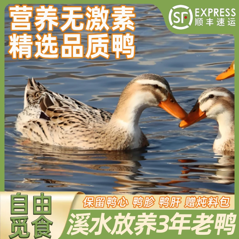 【3年土鸭子】农家放养溪水土鸭 生态散养 带心胗肝 净重5.5-6斤