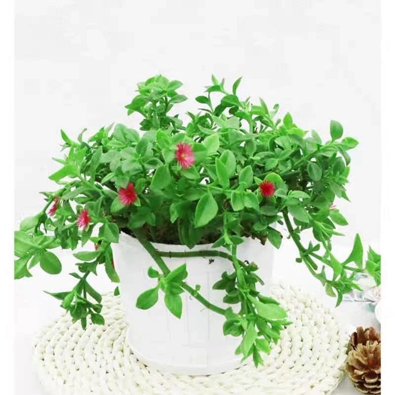 【新疆包邮】牡丹吊兰（简易盆）四季常青垂吊室内阳台吸甲醛净化空气