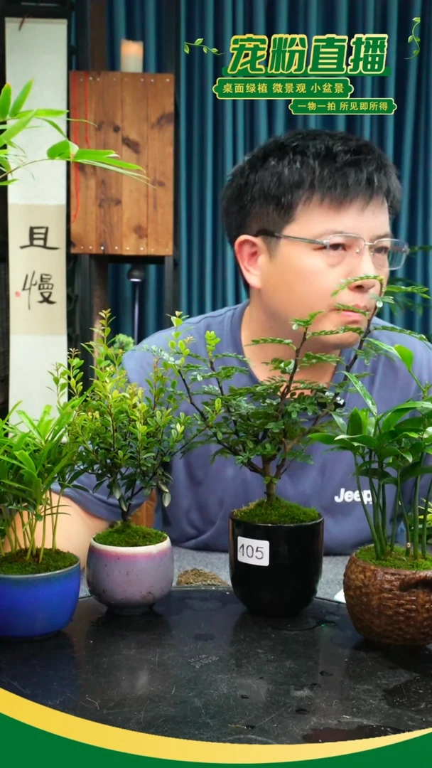无花朵?****娜苔藓微景观405号