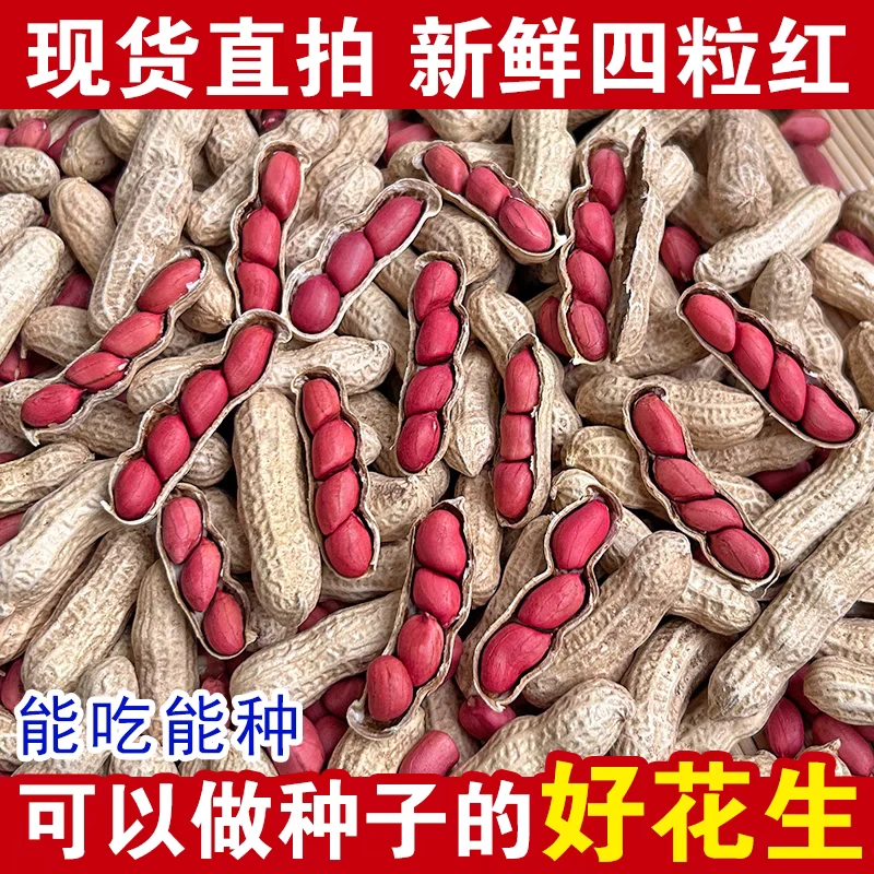 【新货上市】晒干红皮带壳花生米带壳干货花生水煮新鲜湿花生红皮