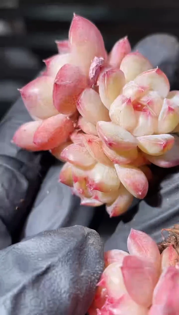 26-1 荔枝弹珠3-4厘米不包整散量拍发一颗