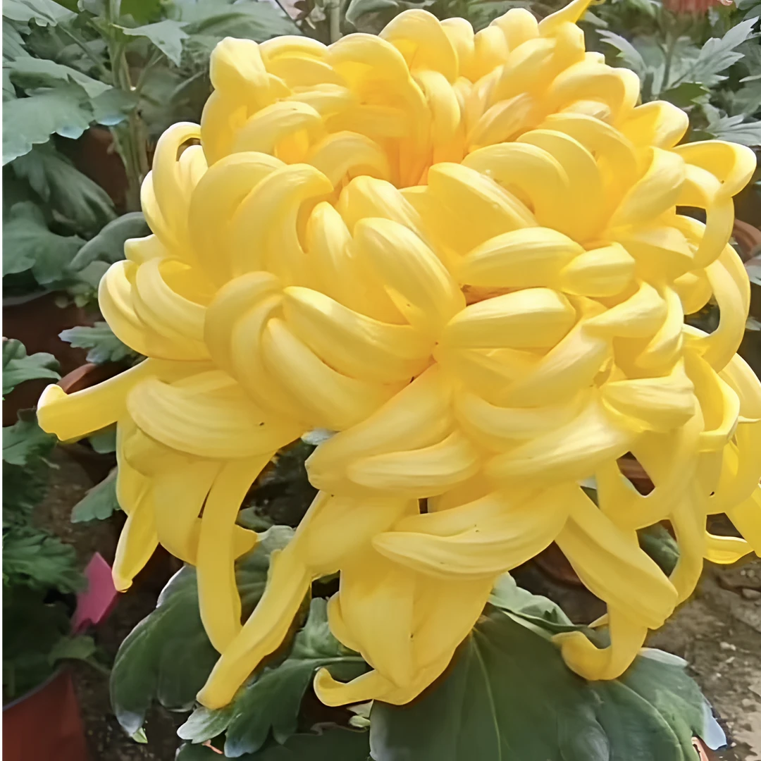 半成品【黄国华】九月大菊花稀有品种花期长耐热耐寒易养活喜阳