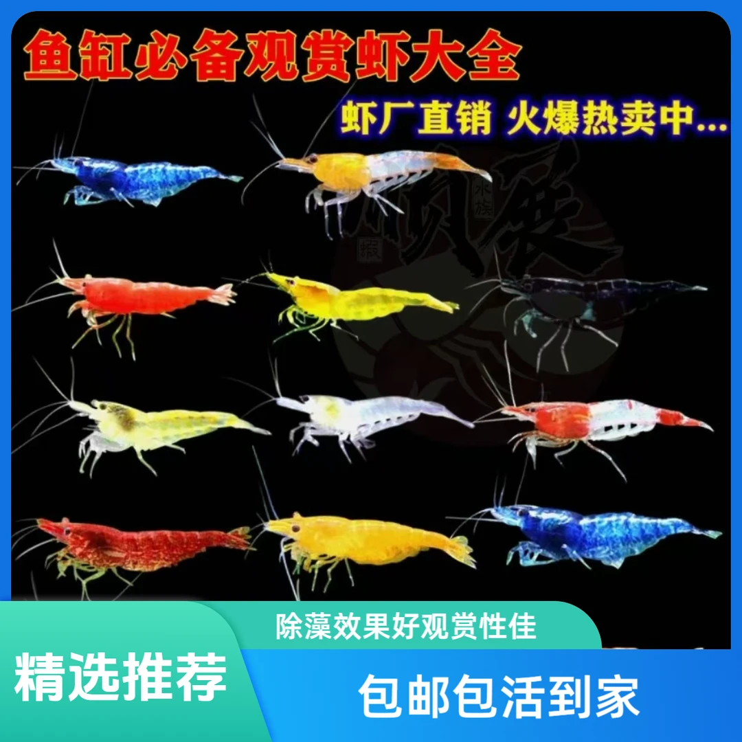 精选公母可繁殖抱卵淡水观赏小鱼缸草缸除藻水族活体观赏鱼白云