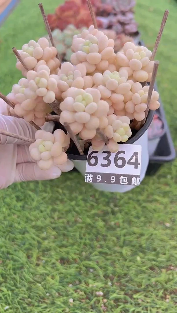 【闪购商品】信福多肉一物一拍