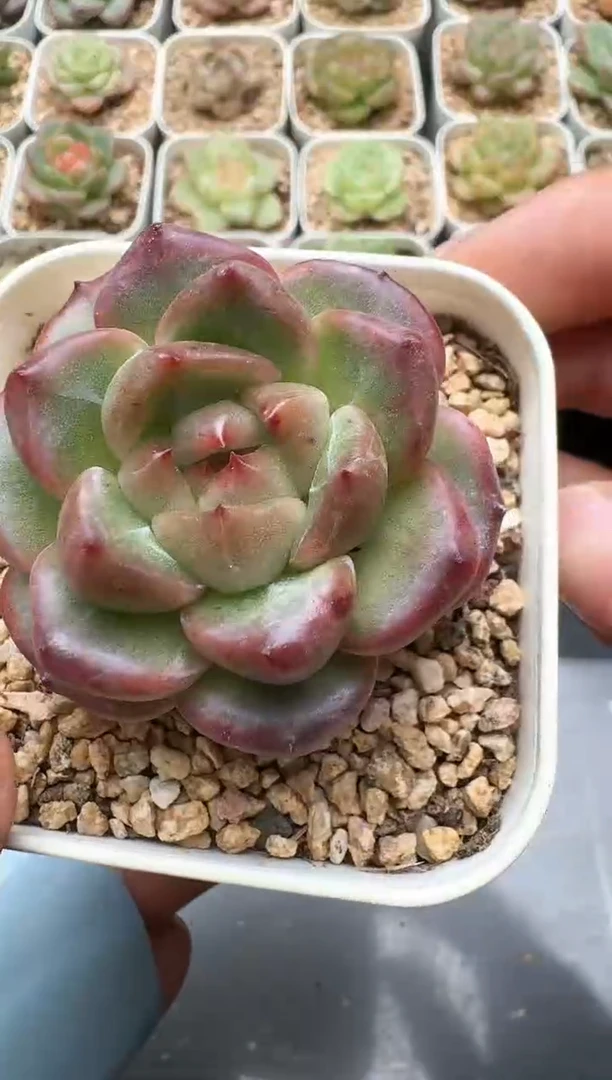 596C云禹多肉植物 带盆土纸巾打包 3颗包邮