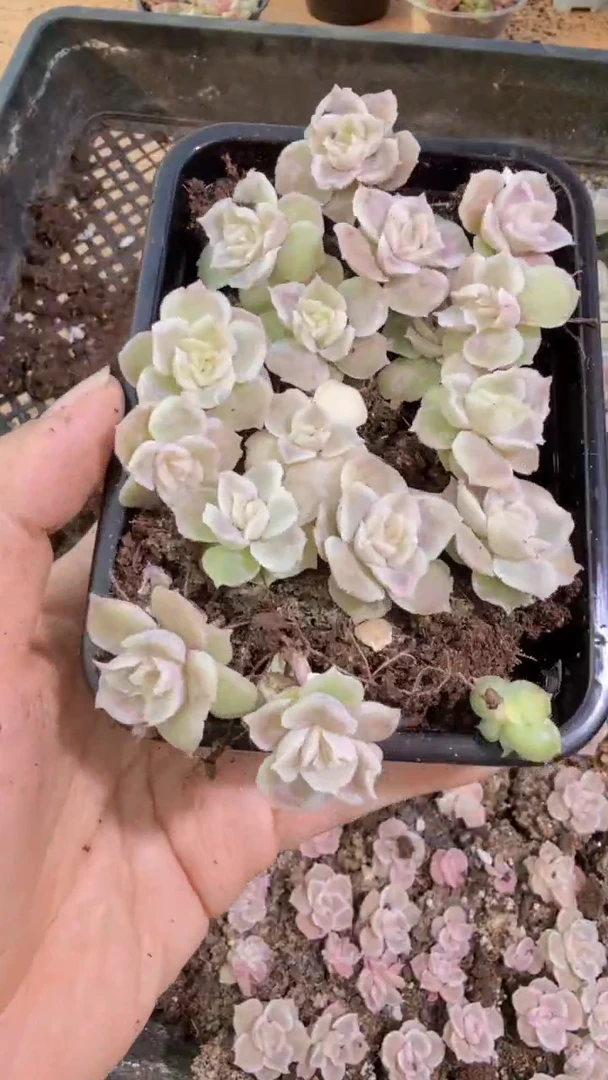 虾饺切糕1盒 量拍多肉植物