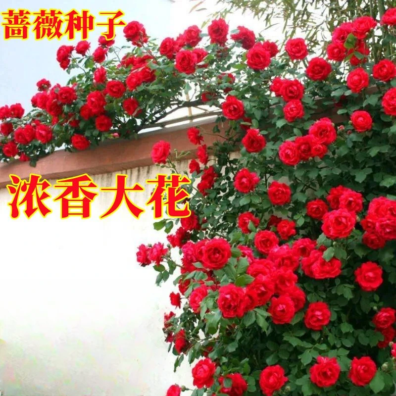 春季四季播蔷薇花种子爬藤月季玫瑰开花不断爬墙攀援庭院室内花卉