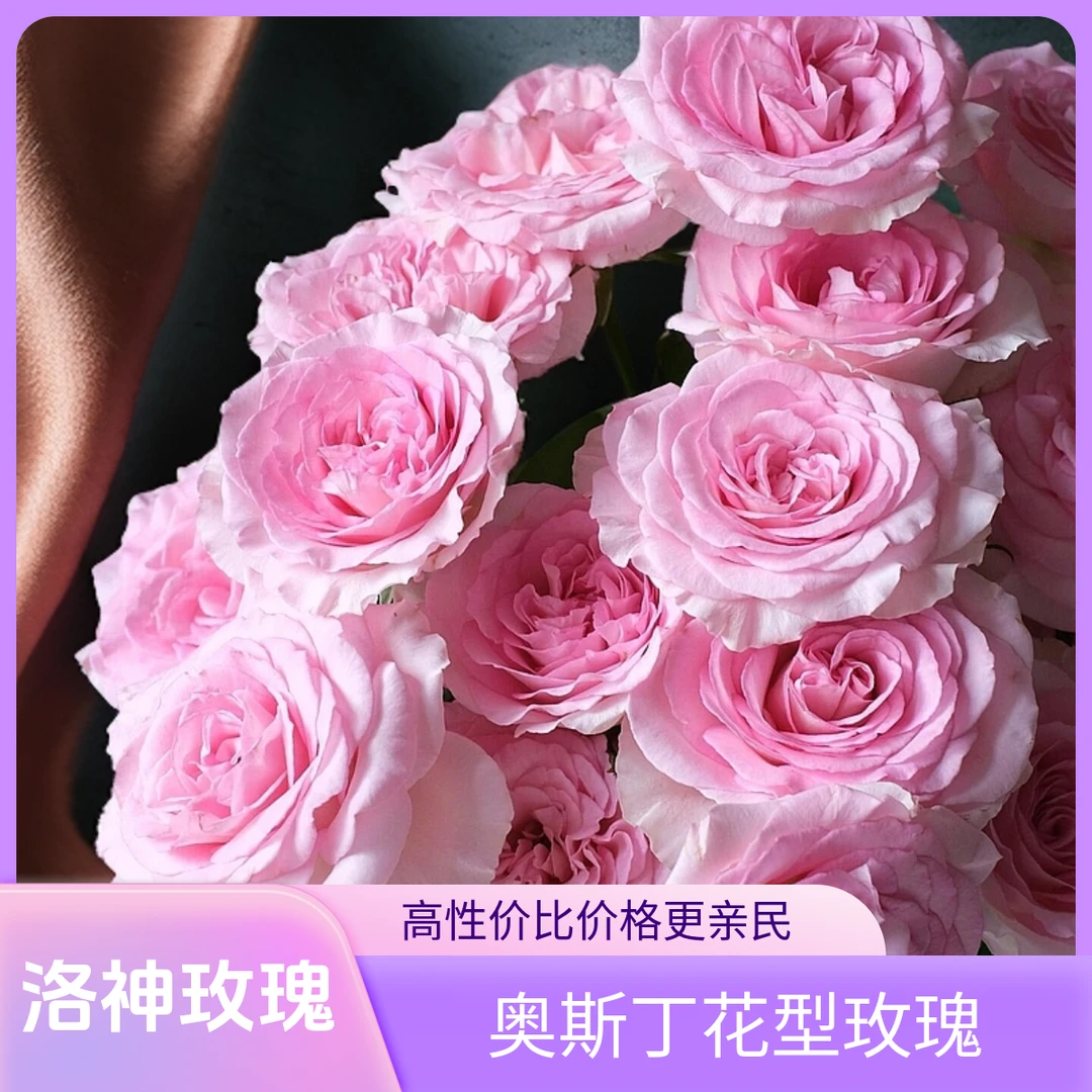 洛神玫瑰：拍10+10防损耗（哈尔滨发货，收到需要醒花）