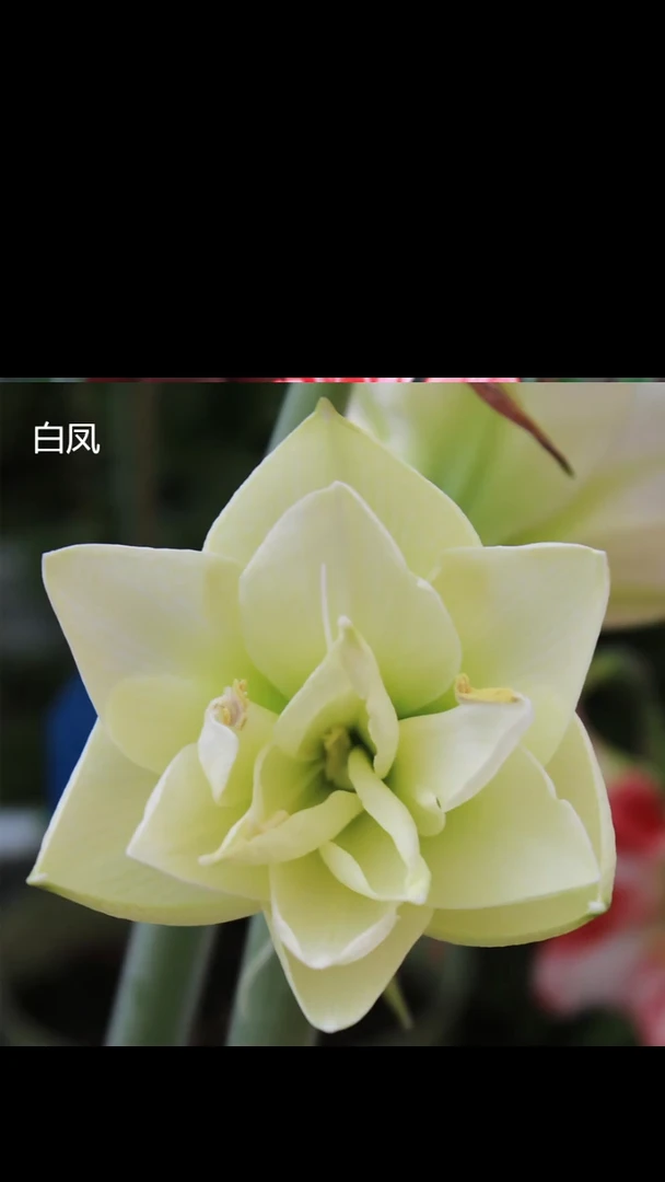 朱顶红白凤6厘米