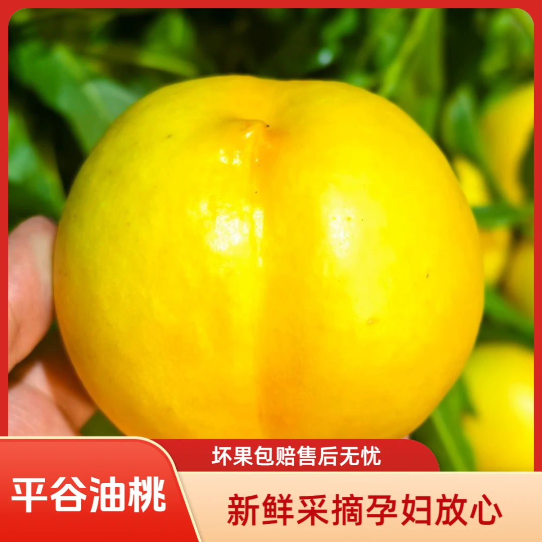【福利平谷黄金油桃】今晚摘桃北京平谷刘家店黄金蜜桃北京同城当日达次日达现摘现发平谷大桃北京市