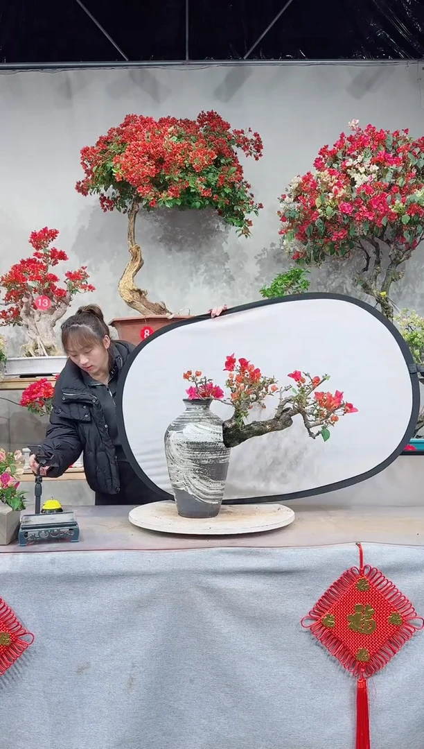 【闪购商品】盆景四季同安红