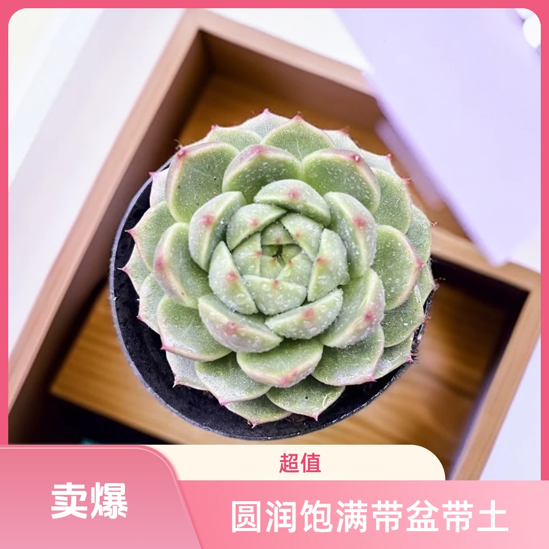单头七彩珍妮小清新多肉带盆（任意两单包邮）