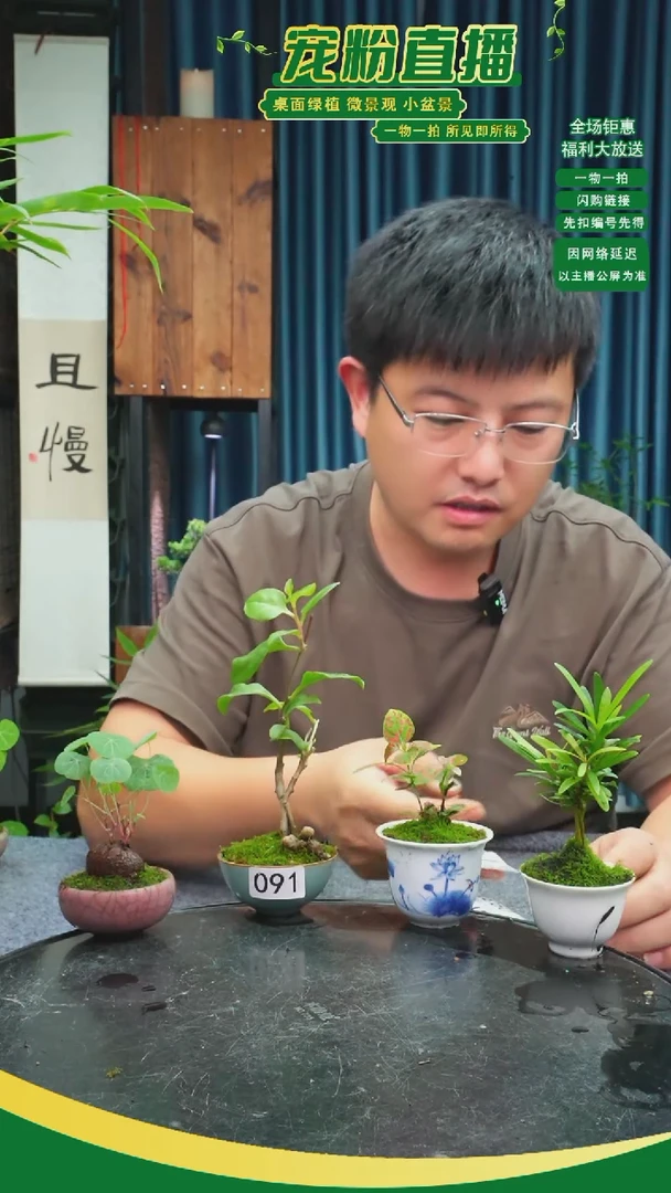 无花朵叶*华苔藓微景观091号