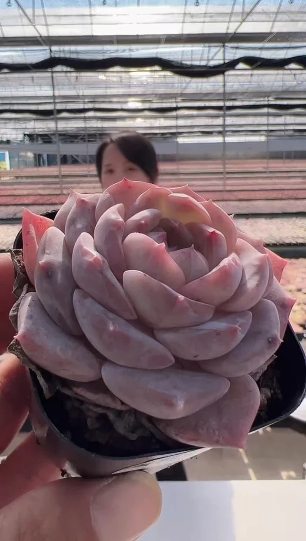 【闪购商品】福利款-19