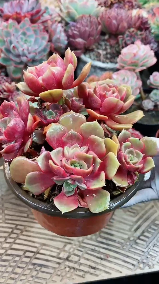 【闪购商品】15010