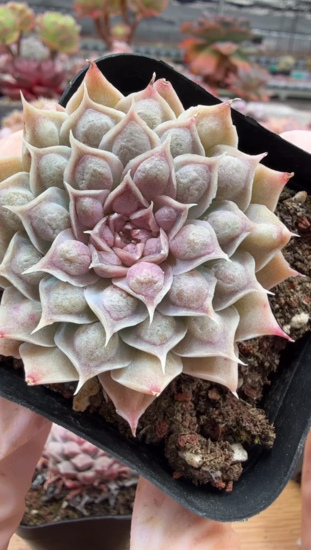 东云多肉园二店-54