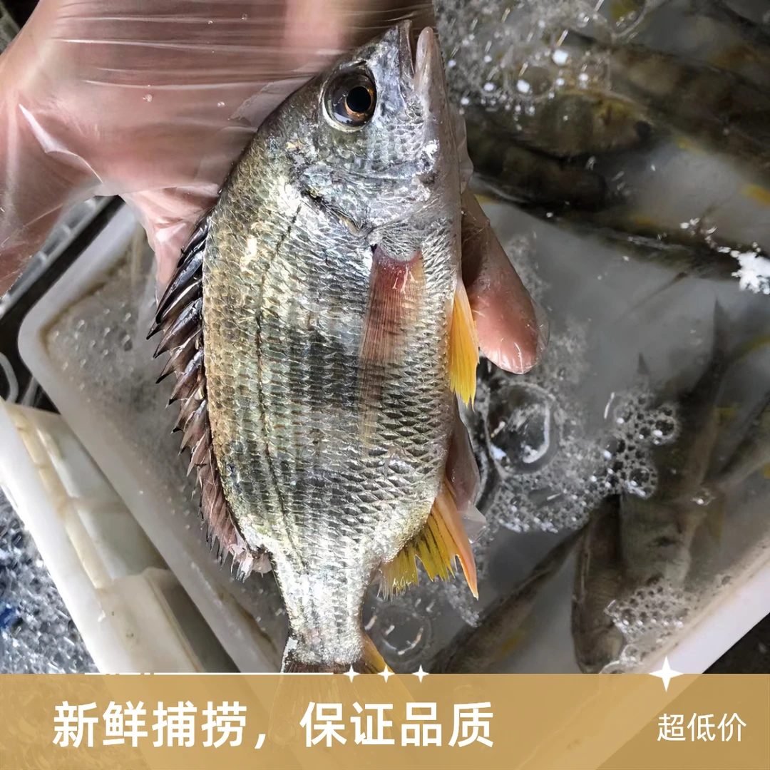 【小黄腊鱼5斤】十几条/斤 小鱼切记！不退货