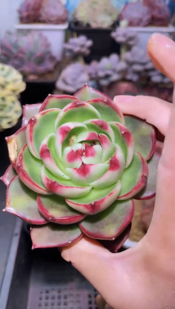 【闪购商品】160惊鸿仙子