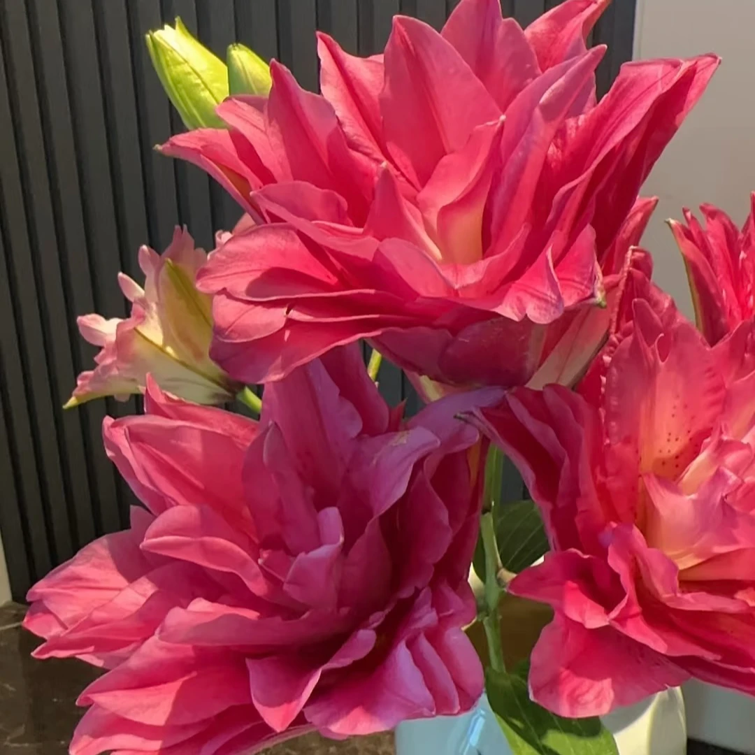 《宝莲灯》1颗14/16进口香水百合种球 【五颗带一包肥料； 十颗两包