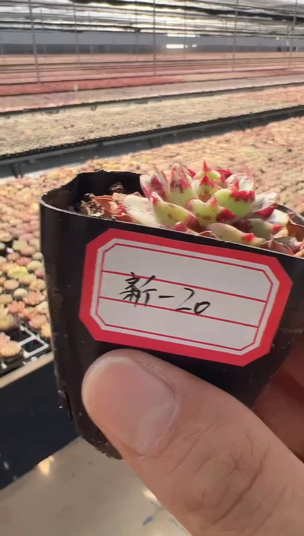 【闪购商品】新-20