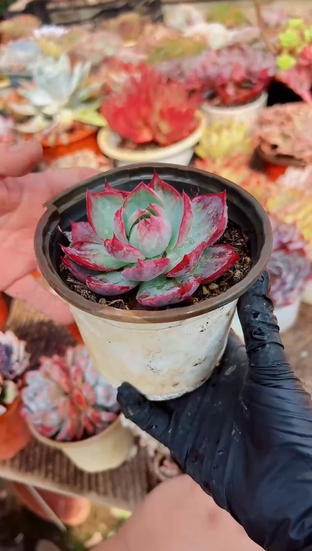 ?***?多肉植物一物一拍11052