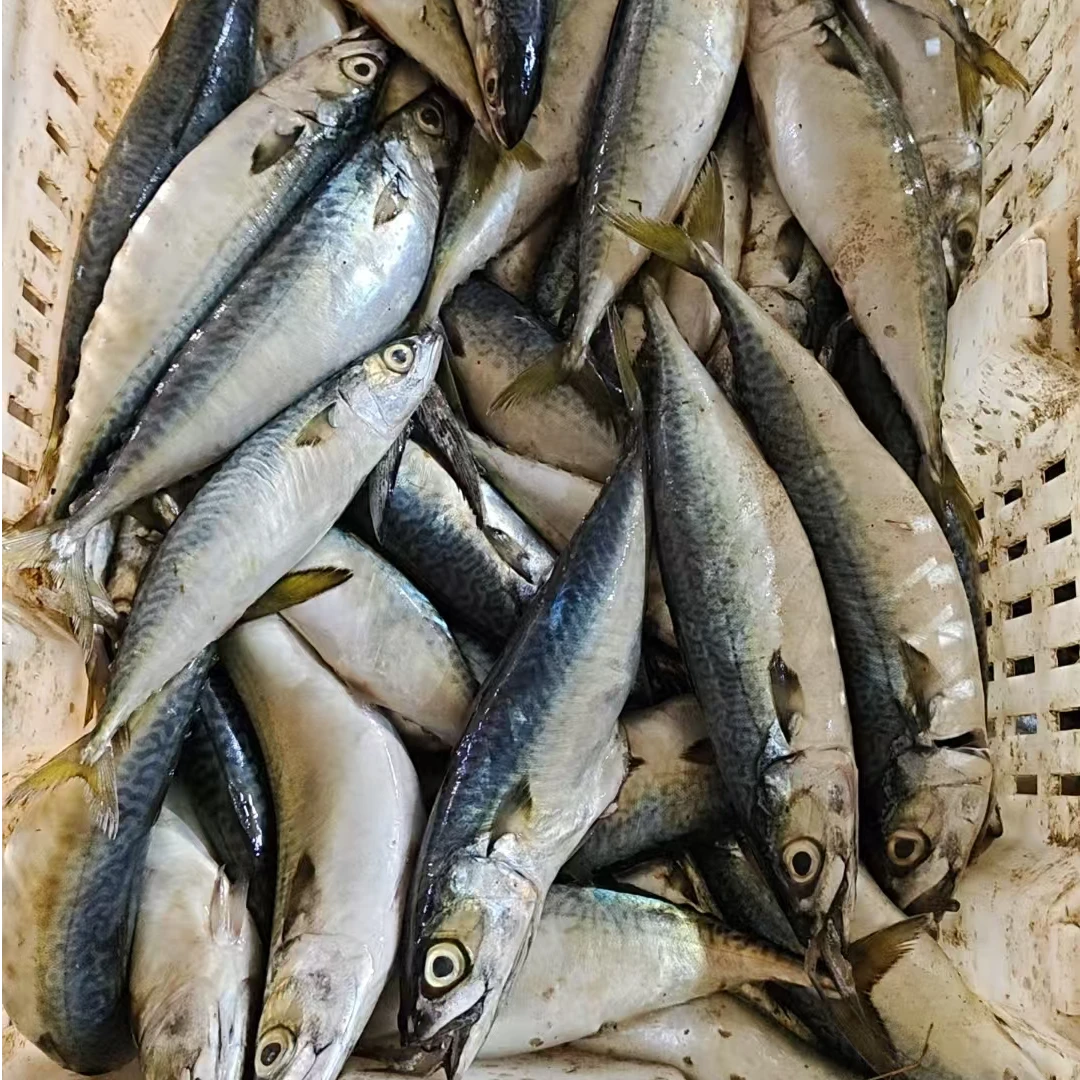 4斤新鲜海捕鲐鲅鱼急冻锁鲜肉鲜味美包邮到家