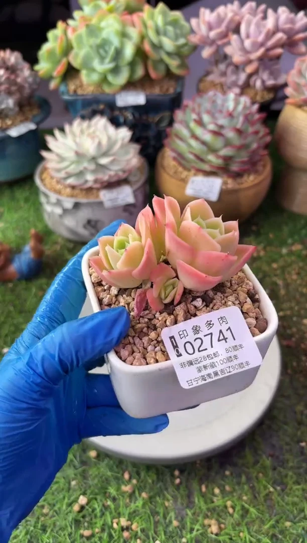 昆明印象多肉02741