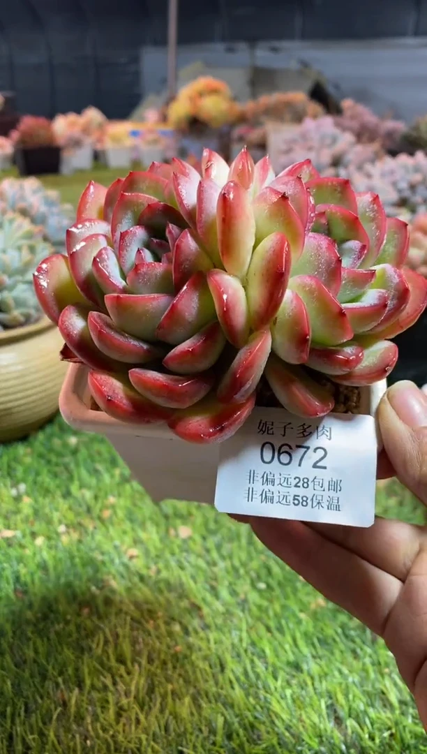 【闪购商品】0672a