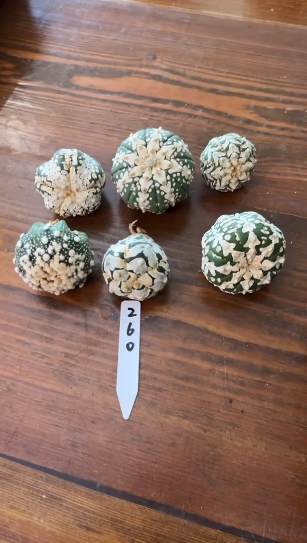 B****o实生根星兜仙人球六颗编码260