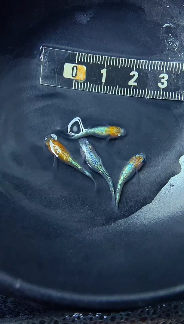 青鳉鱼30号克拉斯